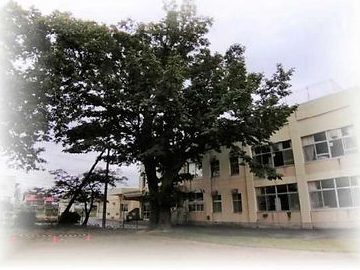 函館市立桔梗小学校
