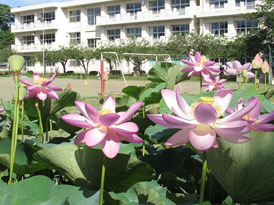 千葉市立白井小学校