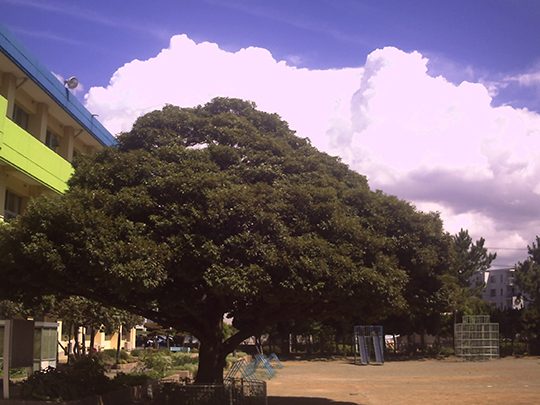 千葉市立高浜海浜小学校