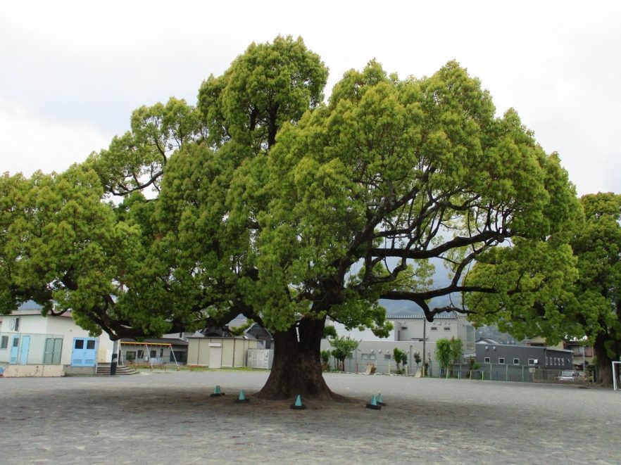 南足柄市立岡本小学校