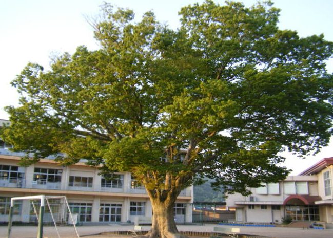 尾道市立御調中央小学校
