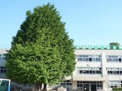 杉並区立三谷小学校