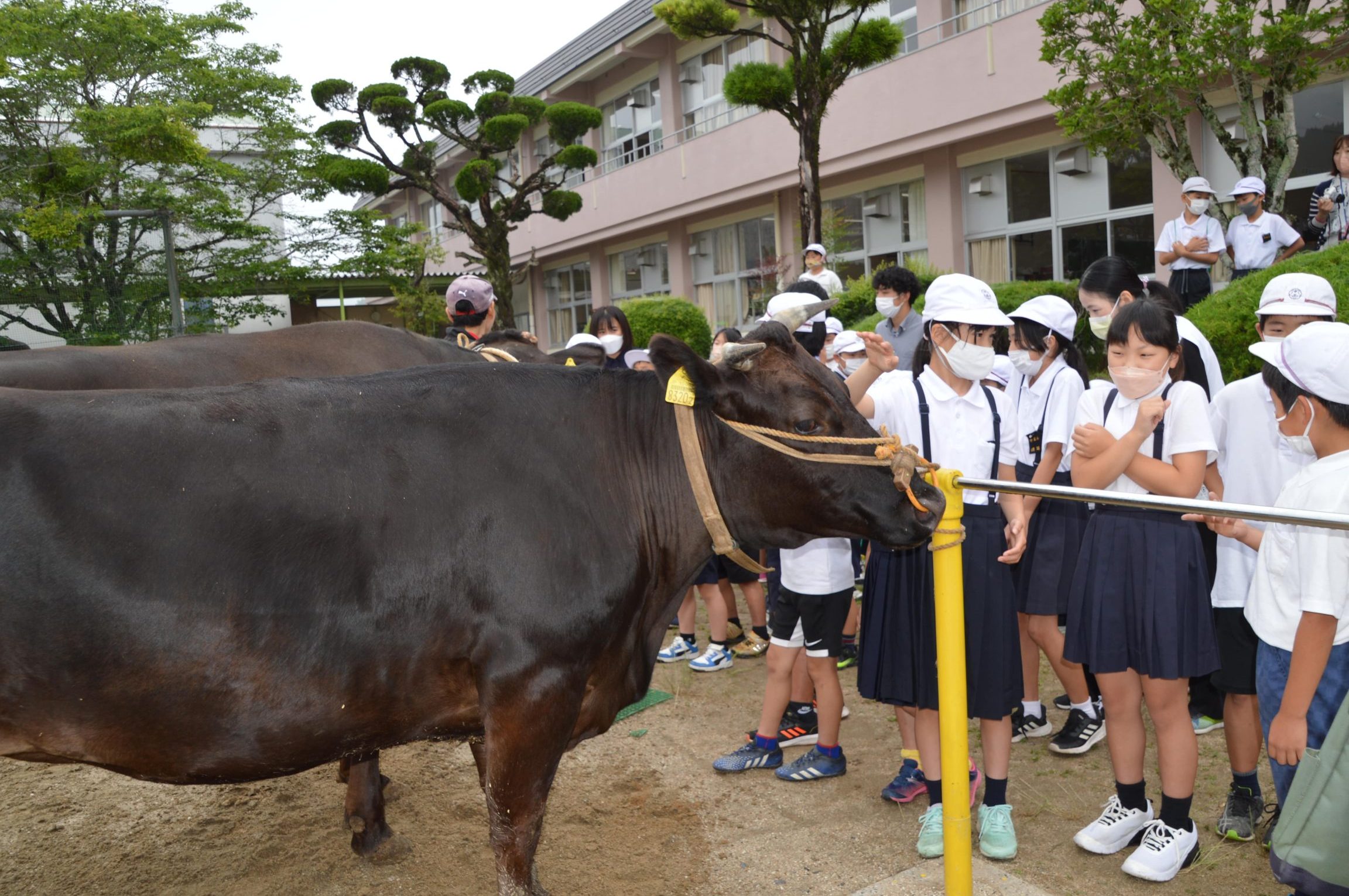 津山市立中正小学校