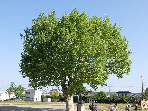 館山市立九重小学校